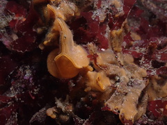 Primavelans insculpta