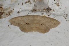 Semaeopus cantona