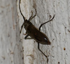 Susuacanga stigmatica