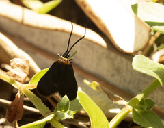 Pollanisus subdolosa