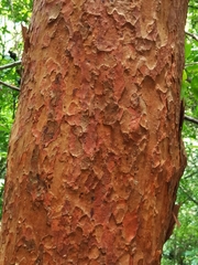 Vismia baccifera