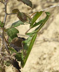 Mantis religiosa