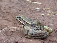Lithobates lenca