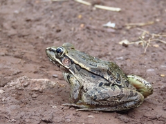 Lithobates lenca