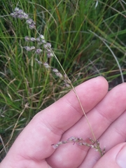 Anthenantia rufa