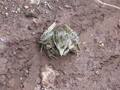 Lithobates lenca