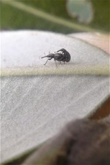 Neocyba metrosideros