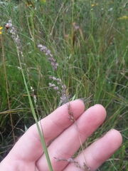 Anthenantia rufa