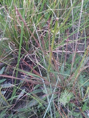 Anthenantia rufa