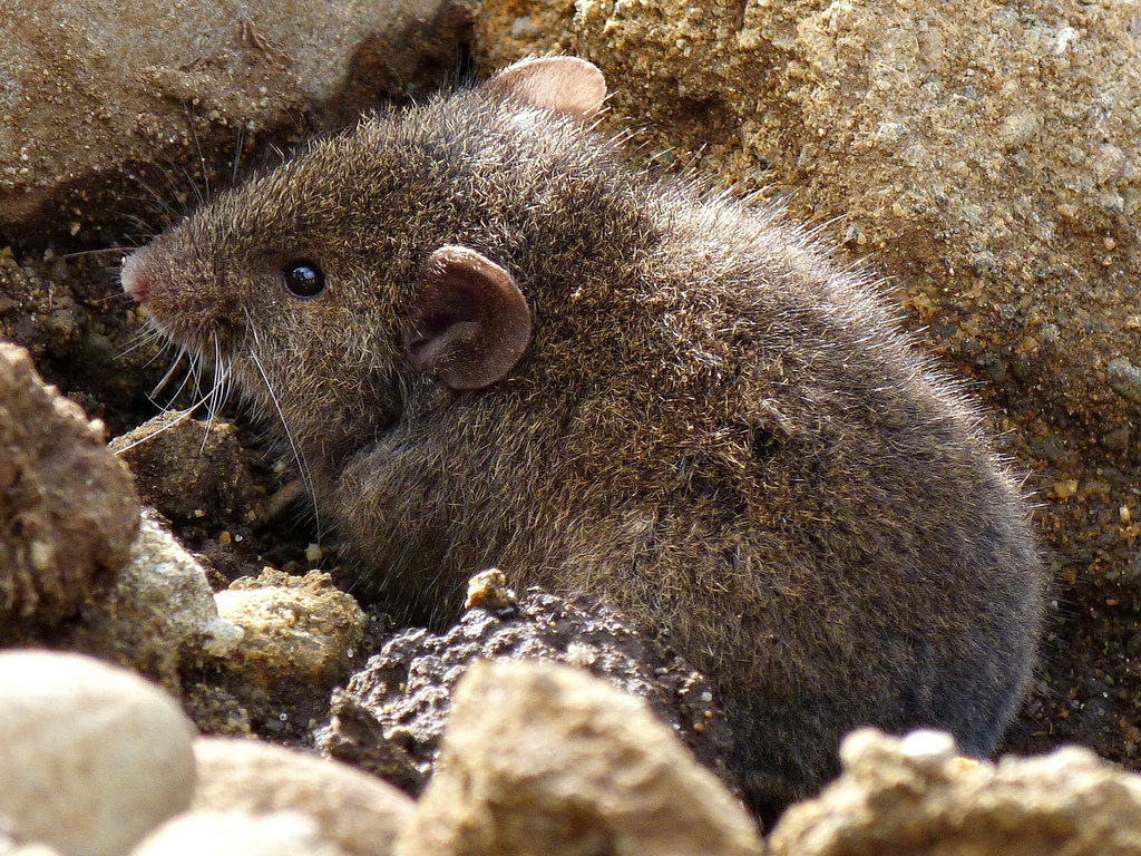 Sanborn's Grass Mouse