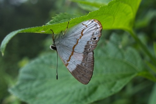 Pearly Euselasia