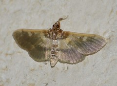 Apilocrocis brumalis