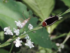 Zelus cervicalis