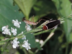 Zelus cervicalis