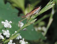 Zelus cervicalis