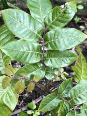 Alectryon excelsus grandis