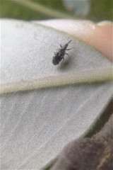 Neocyba metrosideros