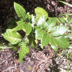 Alectryon excelsus grandis