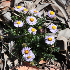 Brachyscome stuartii