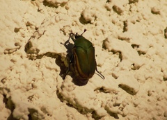 Cotinis mutabilis