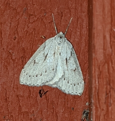 Philedia punctomacularia