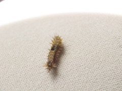 Drapetodes mitaria