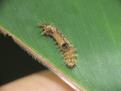 Drapetodes mitaria
