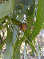Australoneda bourgeoisi