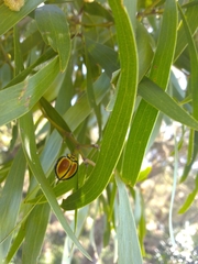 Australoneda bourgeoisi