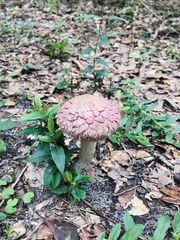 Boletellus ananas image