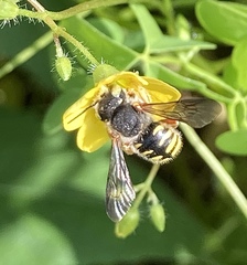 Anthidium oblongatum