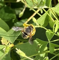 Anthidium oblongatum