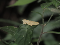 Krananda falcata