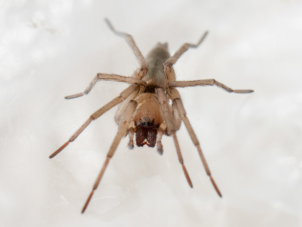 Stone Ground-spider