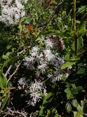 Aristeguietia salvia