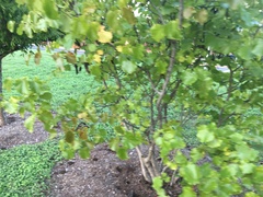 Zanthoxylum hirsutum