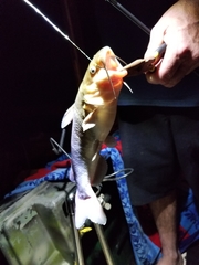 Ameiurus catus