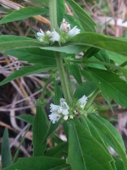 Lycopus angustifolius