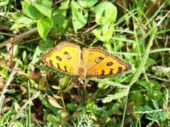 Junonia almana