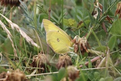 Colias philodice eriphyle