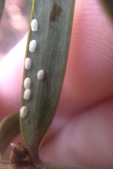 Madarococcus totarae