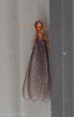 Zootermopsis nevadensis