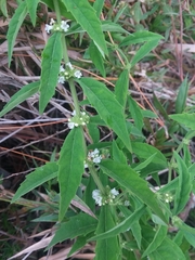 Lycopus angustifolius