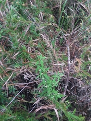 Lycopus angustifolius