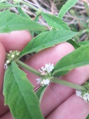 Lycopus angustifolius
