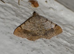 Frederickia flaviterminata