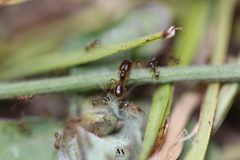 Formicidae