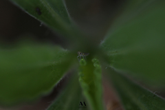 Auchenorrhyncha