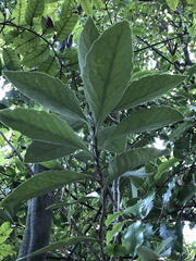 Melicytus chathamicus