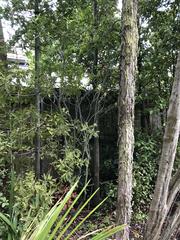 Melicytus chathamicus